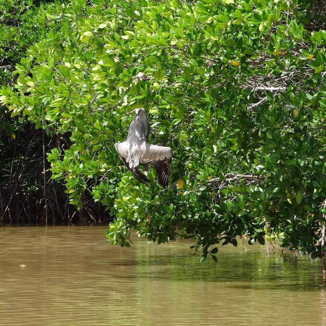 Las aves afectadas hasta noviembre eran los pelícanos manglares de la laguna de Puerto Píritu | Foto: @FundacionAvista