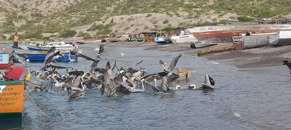 Autoridades piden a los pescadores no dejar vísceras de pescados en las orillas de las playas | Foto: @InsaiVeOficial