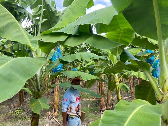 En América Latina se originan cerca de dos tercios del comercio mundial de banano | Foto: Insai 