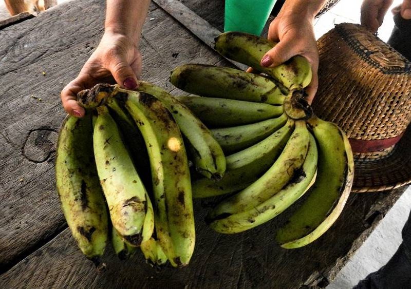 Hongo del banano y plátano: qué es el Foc R4T y cuál es su riesgo en Venezuela