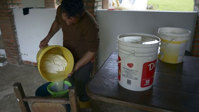 Elaboración de queso fresco venezolano.