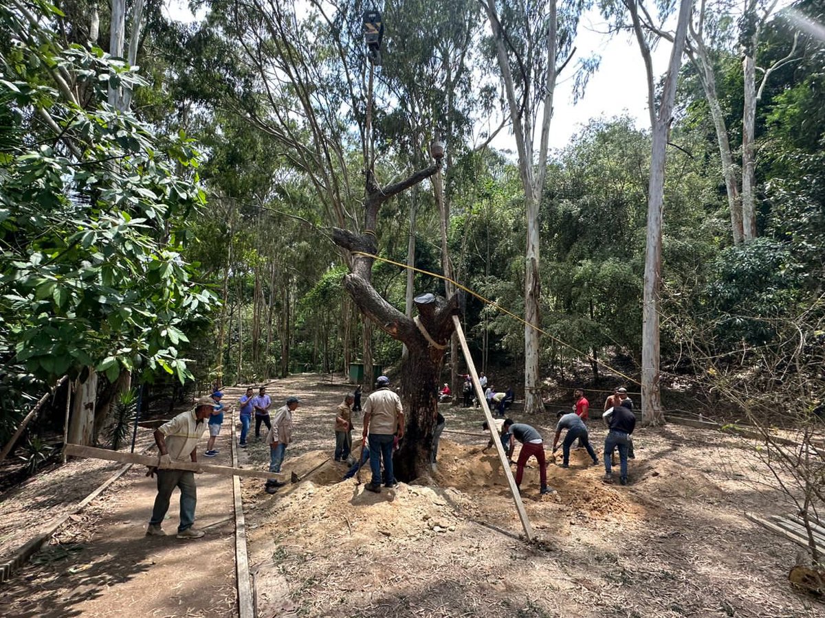 Árboles urbanos