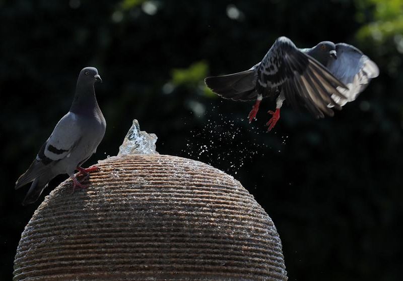 Agencia científica de la ONU confirma que la semana pasada rompió récord global de calor