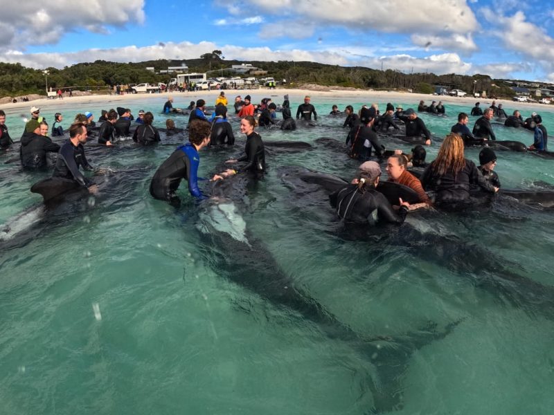 Mueren 51 ballenas piloto tras quedar varadas en Australia