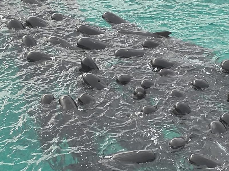 Muere casi un centenar de ballenas piloto que quedaron varadas en Australia