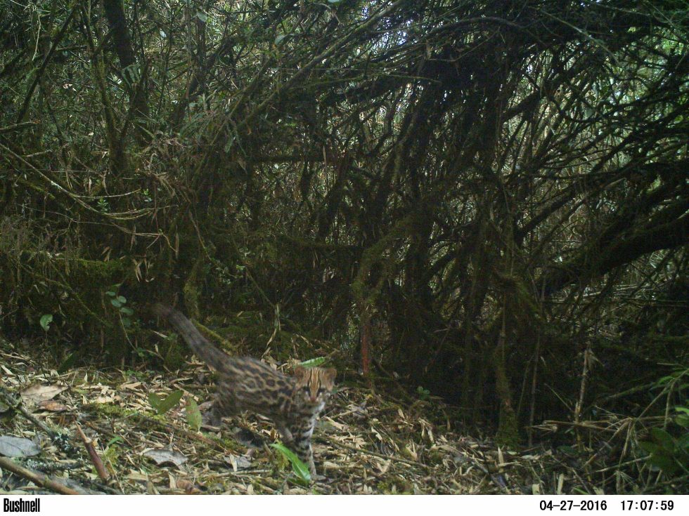 Leopardus tigrinus. Foto: ProCAT.