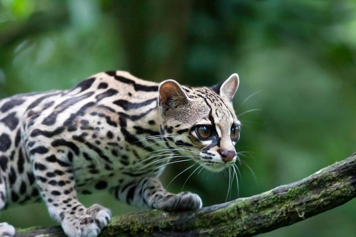 Leopardus tigrinus. Foto: Fundación Jaguar.