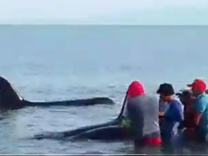 Pescadores liberan a siete ballenas orca varadas en las costas de Sucre