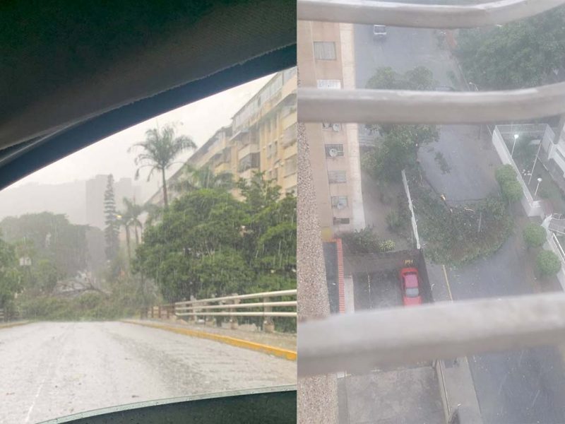 Árboles caídos por las fuertes lluvias en Caracas este 25 de agosto
