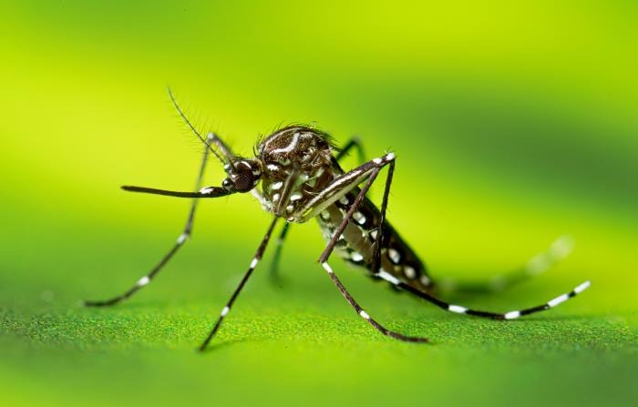 mosquito aedes aegypti dengue