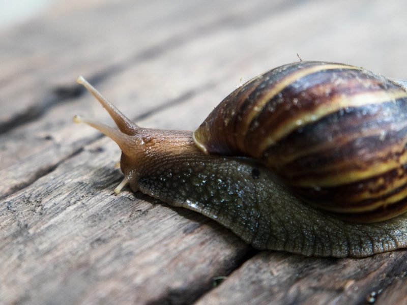 Caracol gigante africano