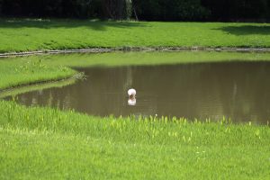 Parque Miranda- flamingos (Mairet Chourio)