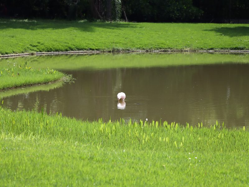 Parque Miranda- flamingos (Mairet Chourio)