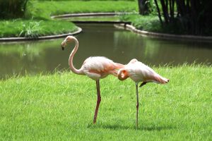 Parque Miranda- flamingos (Mairet Chourio)