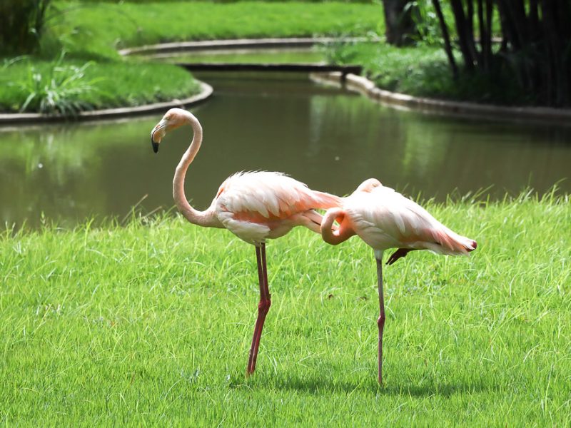 Parque Miranda- flamingos (Mairet Chourio)
