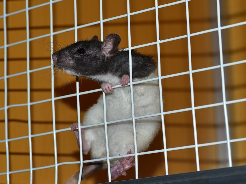 ¿Las ratas de laboratorio son capaces de imaginar?
