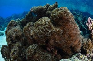 coral blando asiático