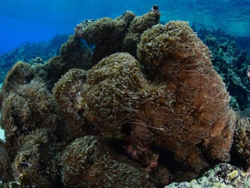coral blando asiático