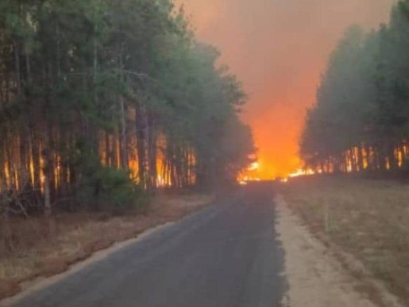 Incendio afecta bosque de Uverito, propiedad de Maderas del Orinoco