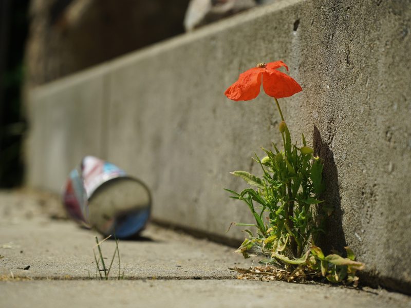 Flores en el asfalto