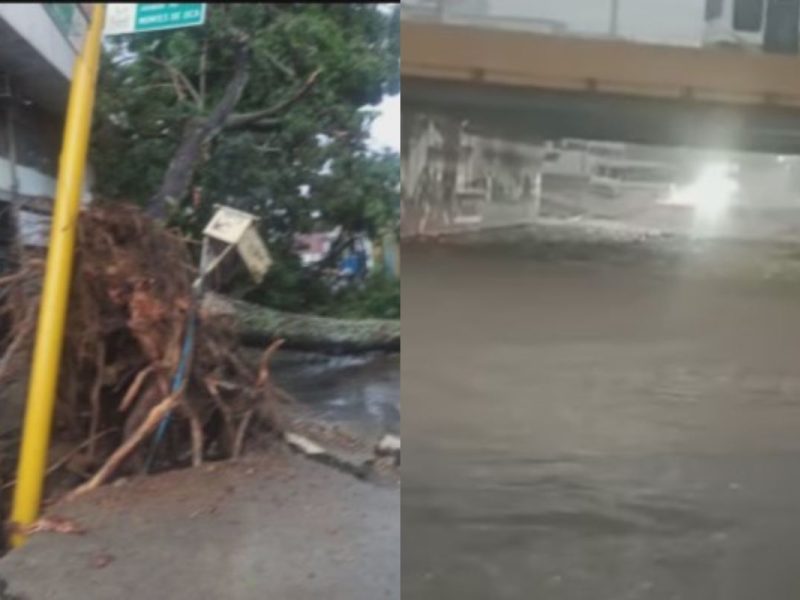 Avenidas y viviendas anegadas y árboles caídos por lluvias en Carabobo