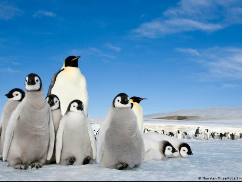 pinguinos