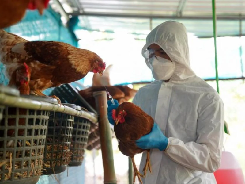 La amenaza de la gripe aviar y la carrera por nuevas vacunas