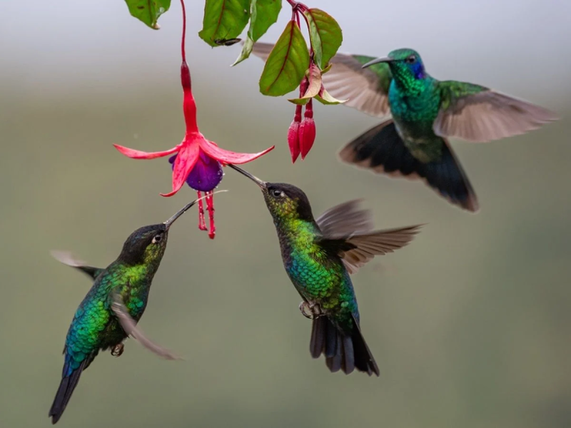 Azúcar sin límites: los secretos del metabolismo de los colibríes
