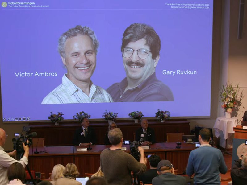 Nobel de Medicina para Ambros y Ruvkun por el micro-ARN y su papel en regulación génica