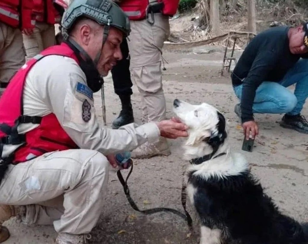 La historia de Tsunami, el perrito héroe que ha rescatado a 30 personas tras el terremoto
