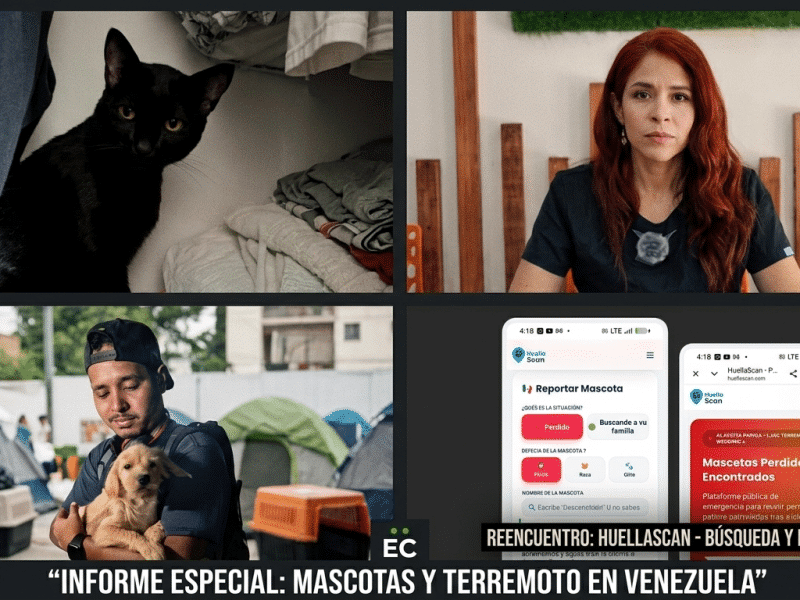 Mascotas sufren el estrés y traumas después de los terremotos